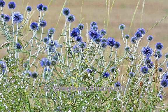 echinops ritro a graphic